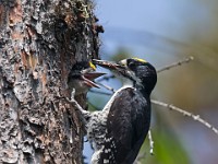 U0U1837c  Black-backed Woodpecker (Picoides arcticus) -  male feeding juvenile male in nest